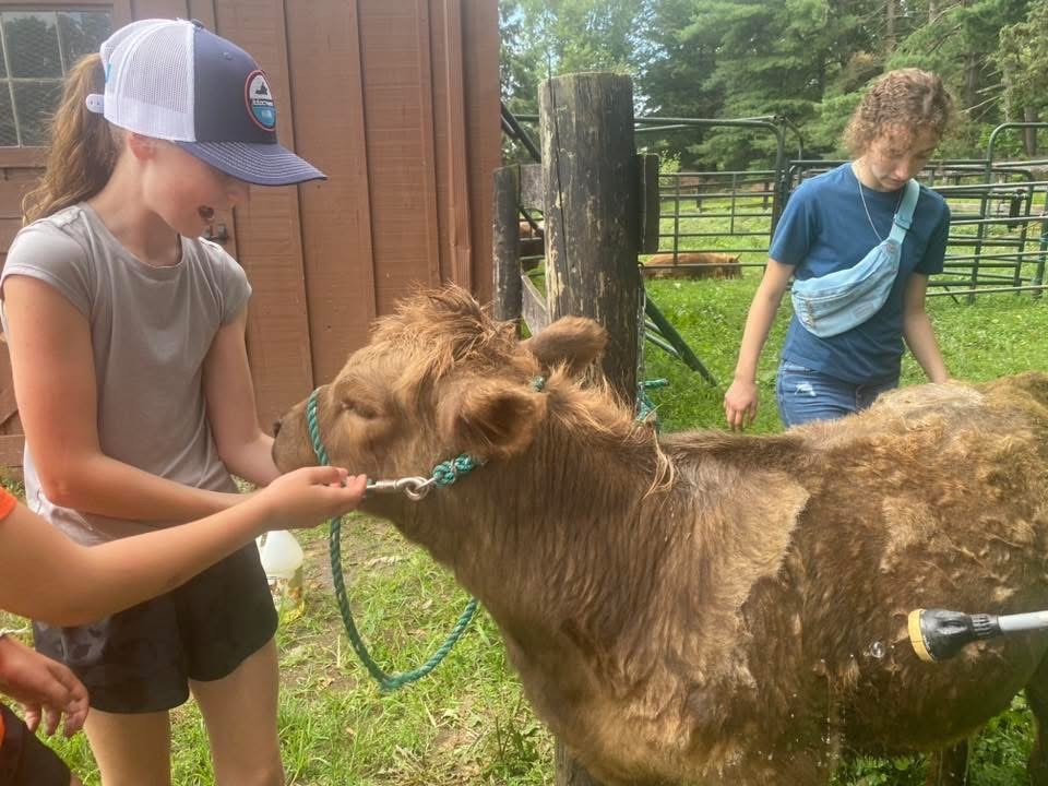 Young children interacting with a calf on a farm, showcasing hands-on animal care and agriculture education. The scene captures the joy of learning about livestock in a rural setting.