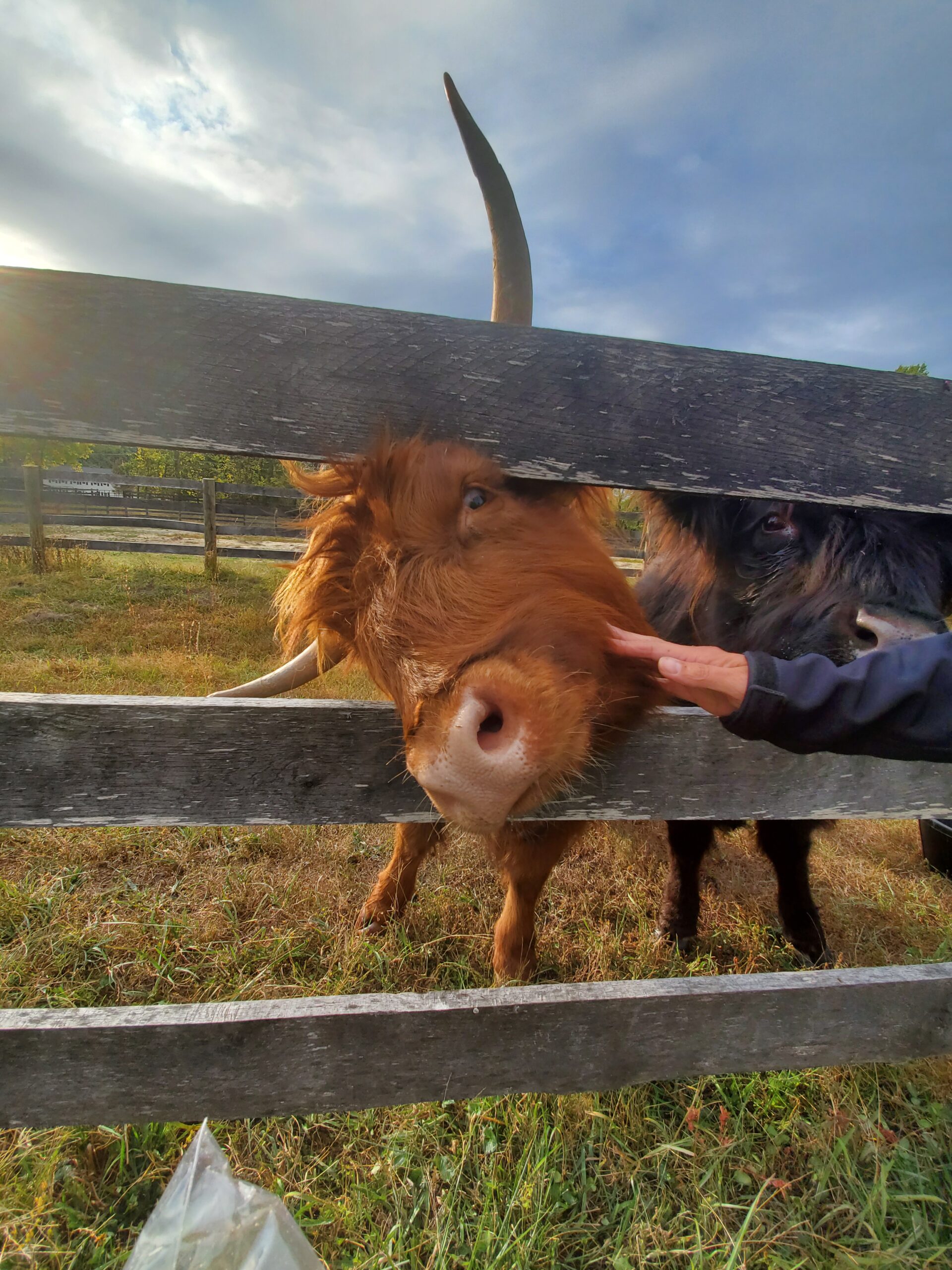 Highland cattle peering through a wooden fence, with a person gently petting one of the cows. The scene captures the lush green pasture and a cloudy sky in the background.