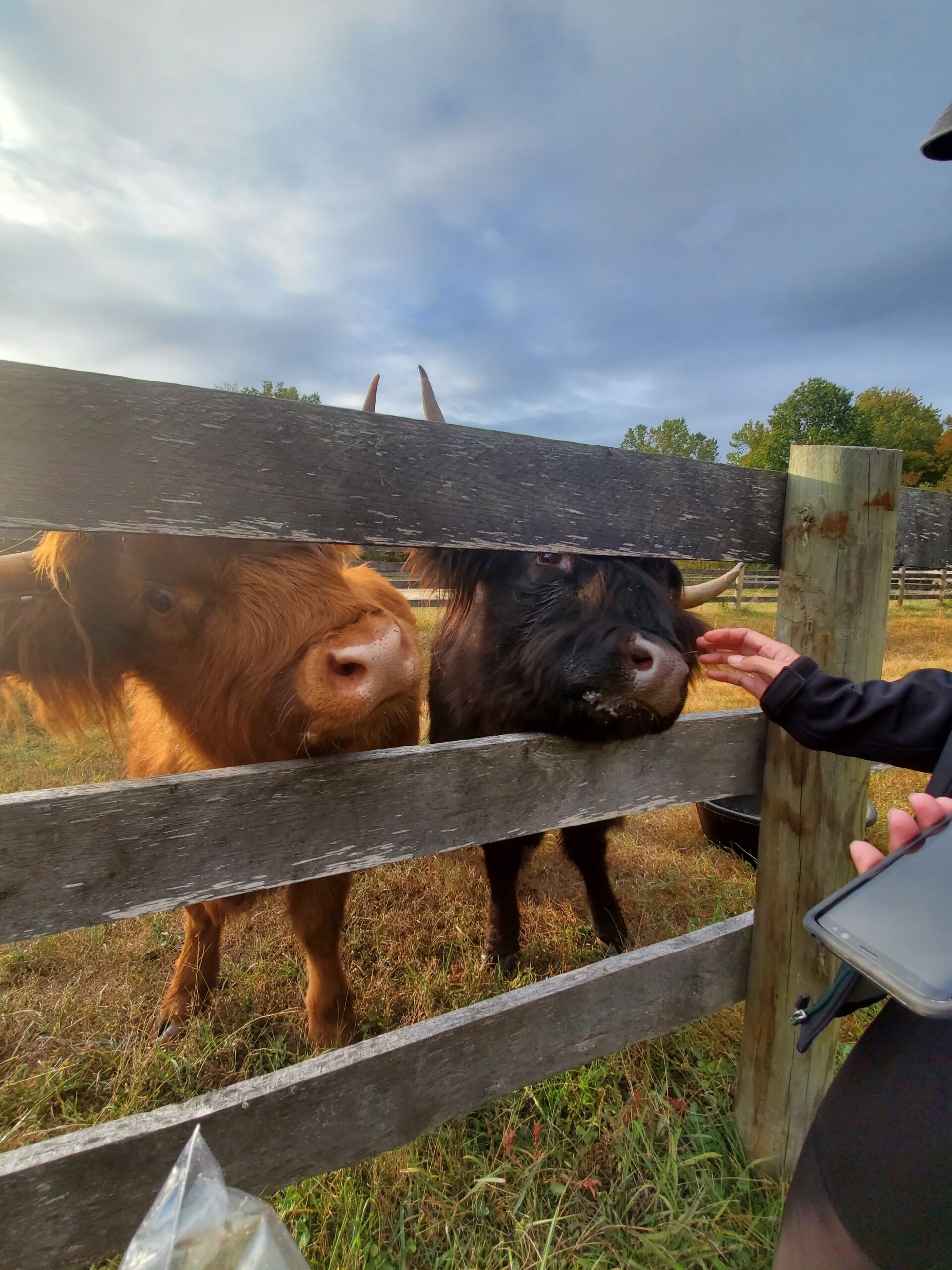 Highland cows curiously approach a wooden fence while a person offers them food in a rural setting. The scene captures the interaction between the animals and the individual, highlighting the charm of farm life.