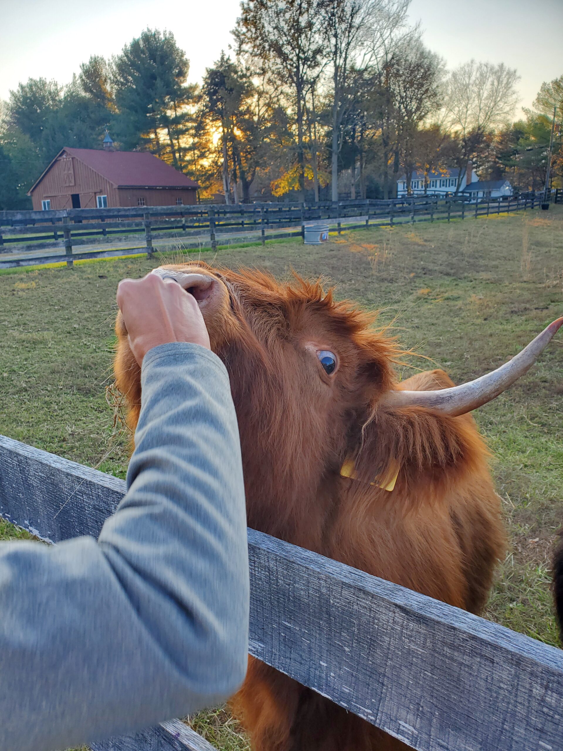 Stacey Whitehead - 6243 Person feeding a Highland cow at a farm during sunset, surrounded by a wooden fence and a rural landscape.