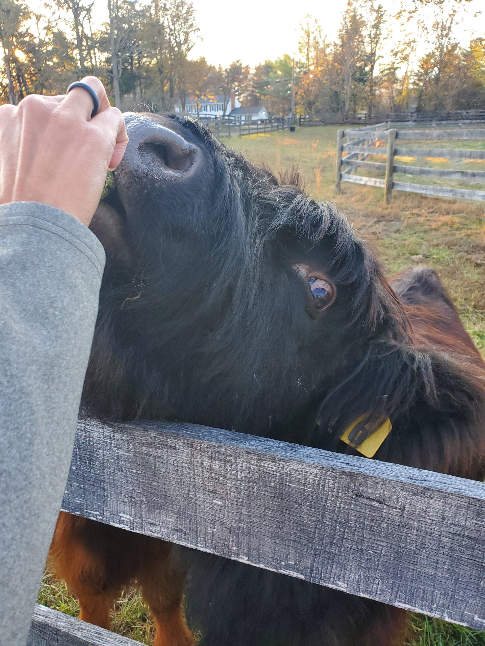 Stacey Whitehead - 6244 Close-up of a person feeding a Highland cow through a wooden fence, set in a rural landscape with autumn foliage in the background. The cow eagerly reaches for the grass, showcasing its distinctive long hair and gentle demeanor.