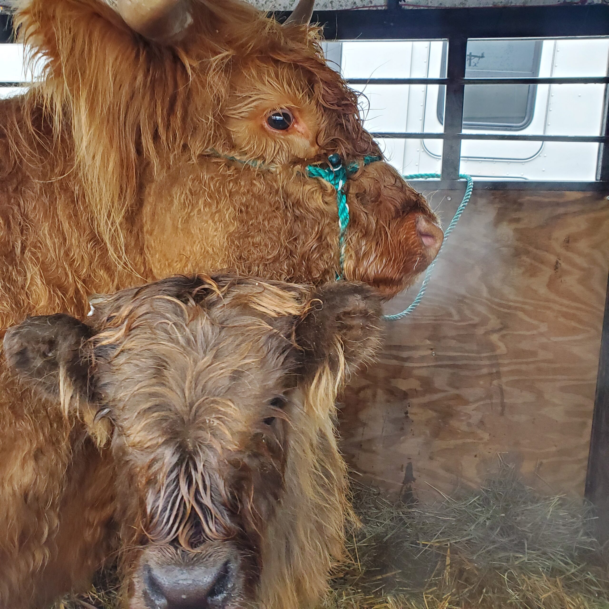 Highland cattle duo in a trailer, featuring a close-up of a young calf in the foreground and an adult cow behind, both showcasing their distinctive long, wavy fur and gentle expressions.