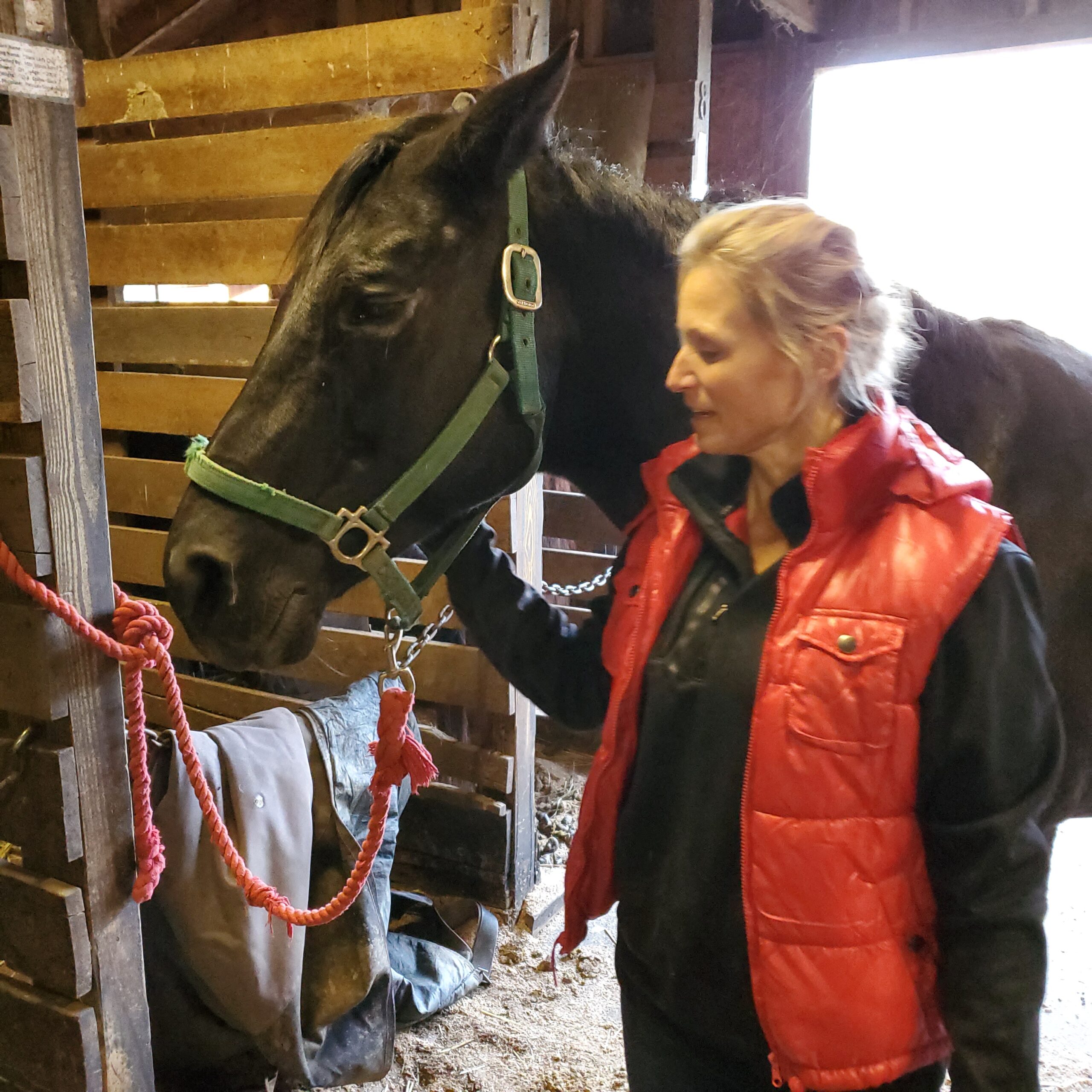 Stacey Whitehead - 6794 A woman in a red vest gently interacts with a black horse in a stable, showcasing a bond between human and animal in an agricultural setting.