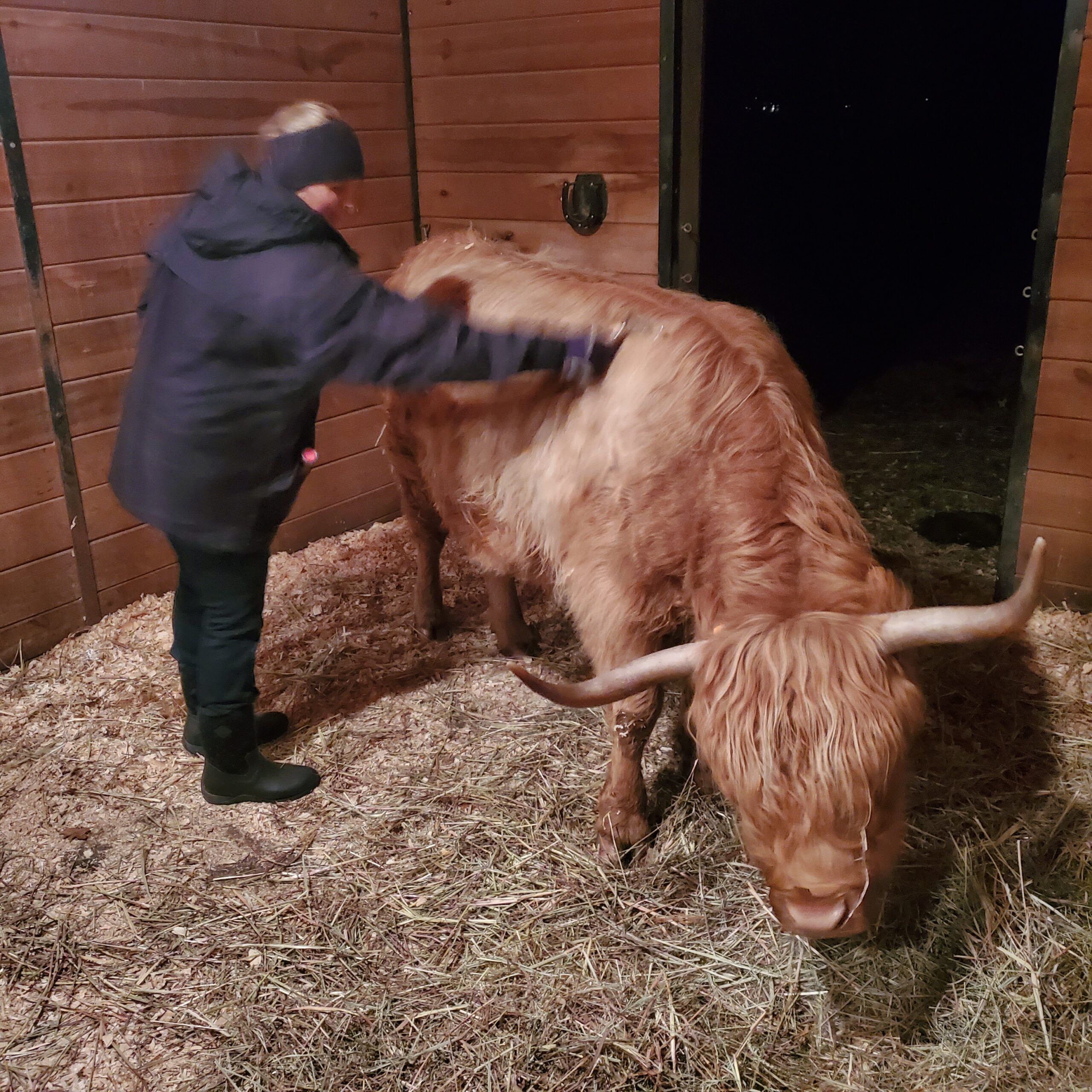 Stacey Whitehead - 6800 A person gently brushing a Highland cow in a stable, surrounded by straw and wooden walls, during nighttime.