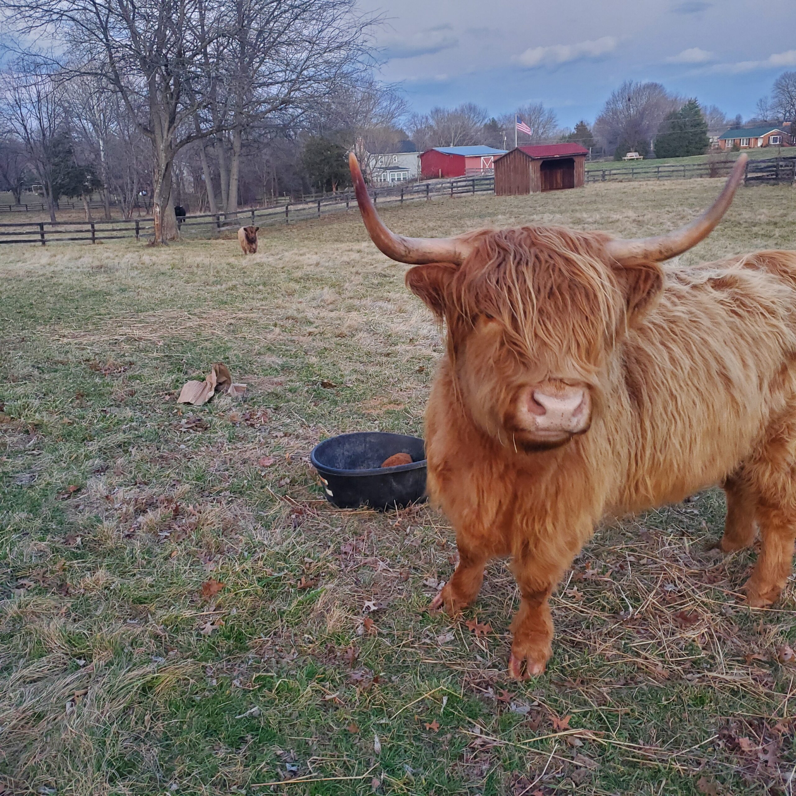 Highland cow standing in a grassy field with a black feeding trough nearby, rustic barn and trees in the background, showcasing rural farm life.