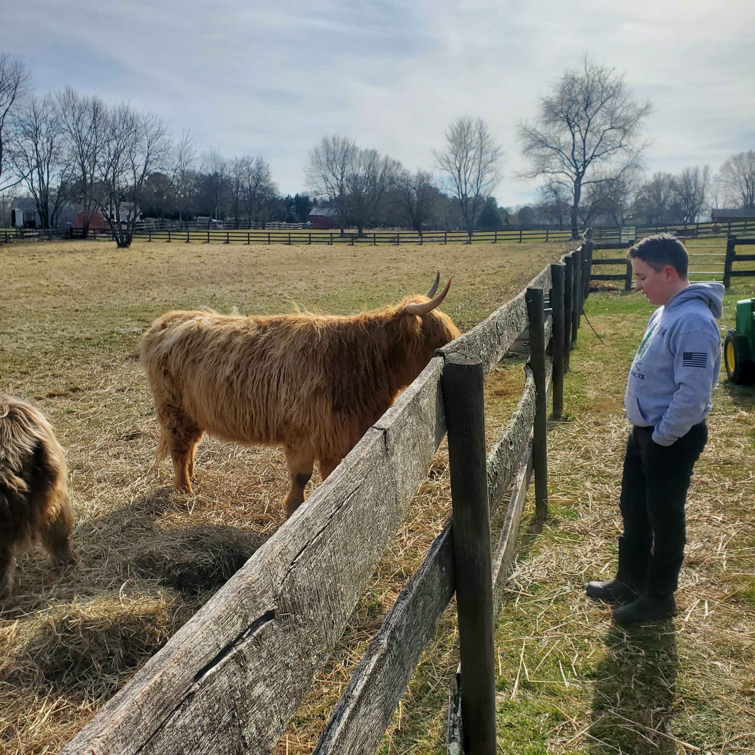 A young boy stands by a wooden fence, observing a Highland cow in a sunny pasture, surrounded by trees and a rural landscape. The scene captures the connection between humans and farm animals in a serene outdoor setting.