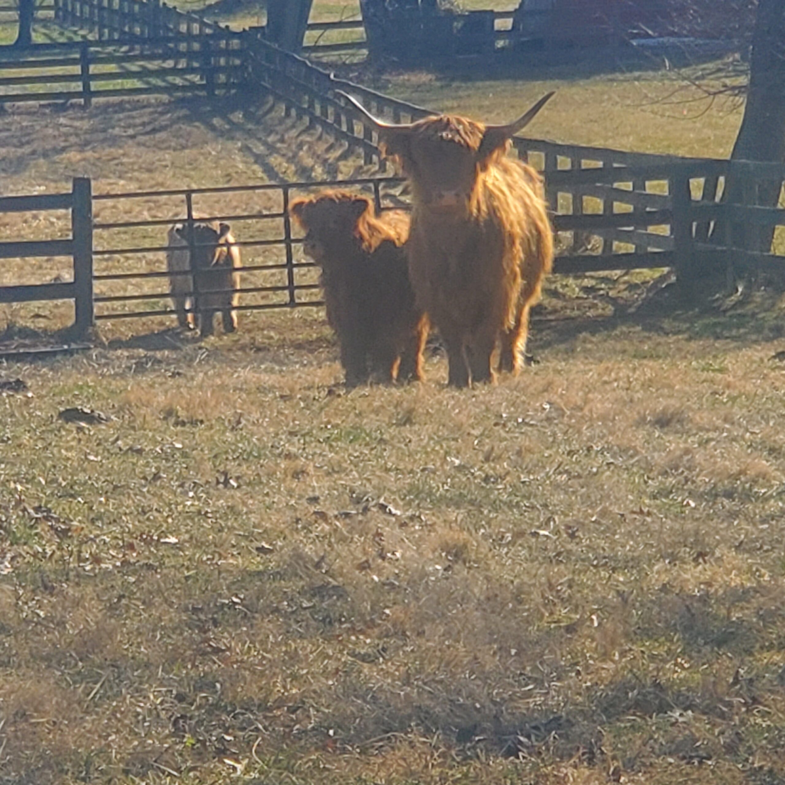 Highland cattle grazing in a field with wooden fencing in the background, showcasing their long horns and shaggy coats under sunlight.