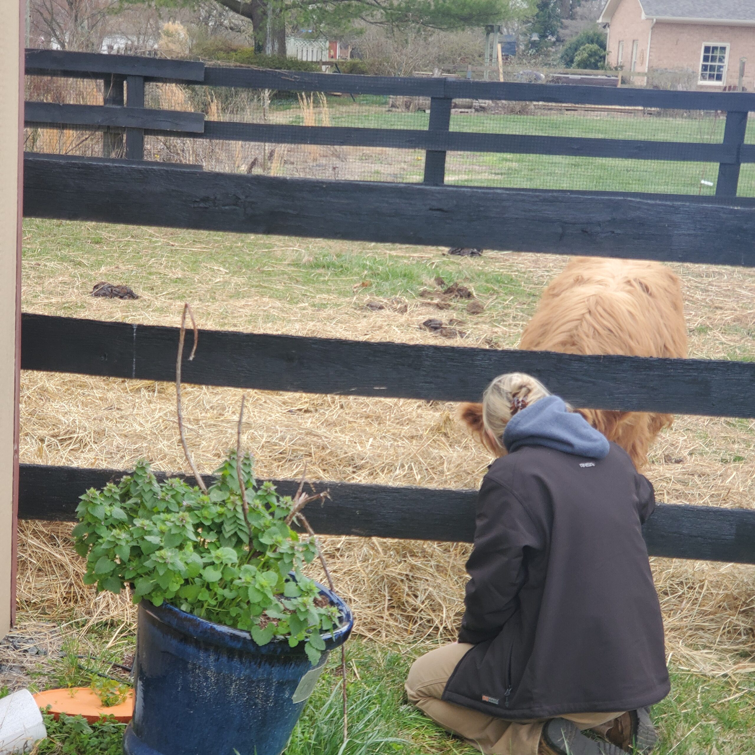 Stacey Whitehead - 7479 Woman kneeling by a black wooden fence, interacting with a fluffy Highland cow in a grassy farm setting, with a potted plant nearby.