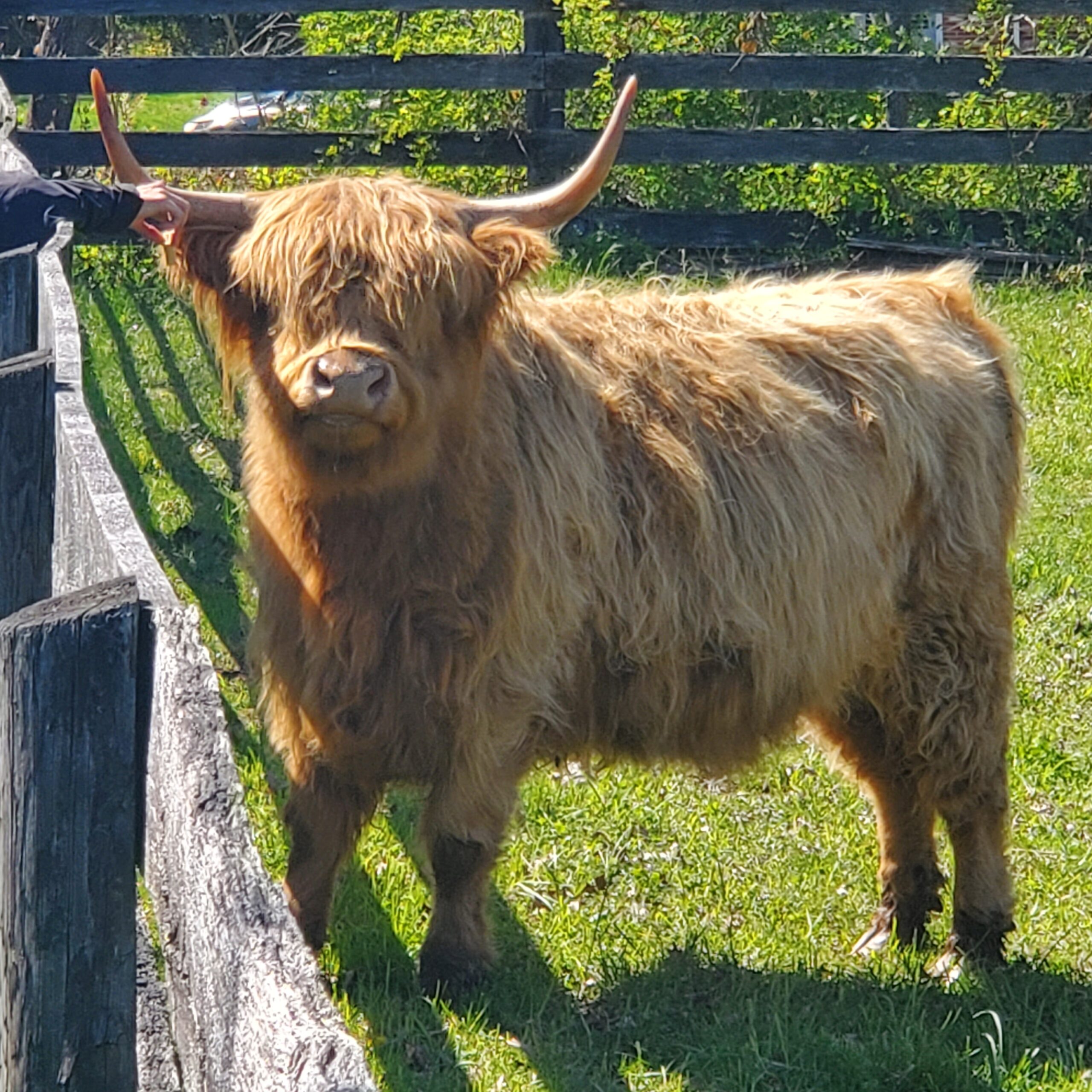 Highland cow standing in a grassy field next to a wooden fence, with a person gently touching its horn. The cow has long, shaggy fur and prominent horns, showcasing its distinctive breed characteristics.