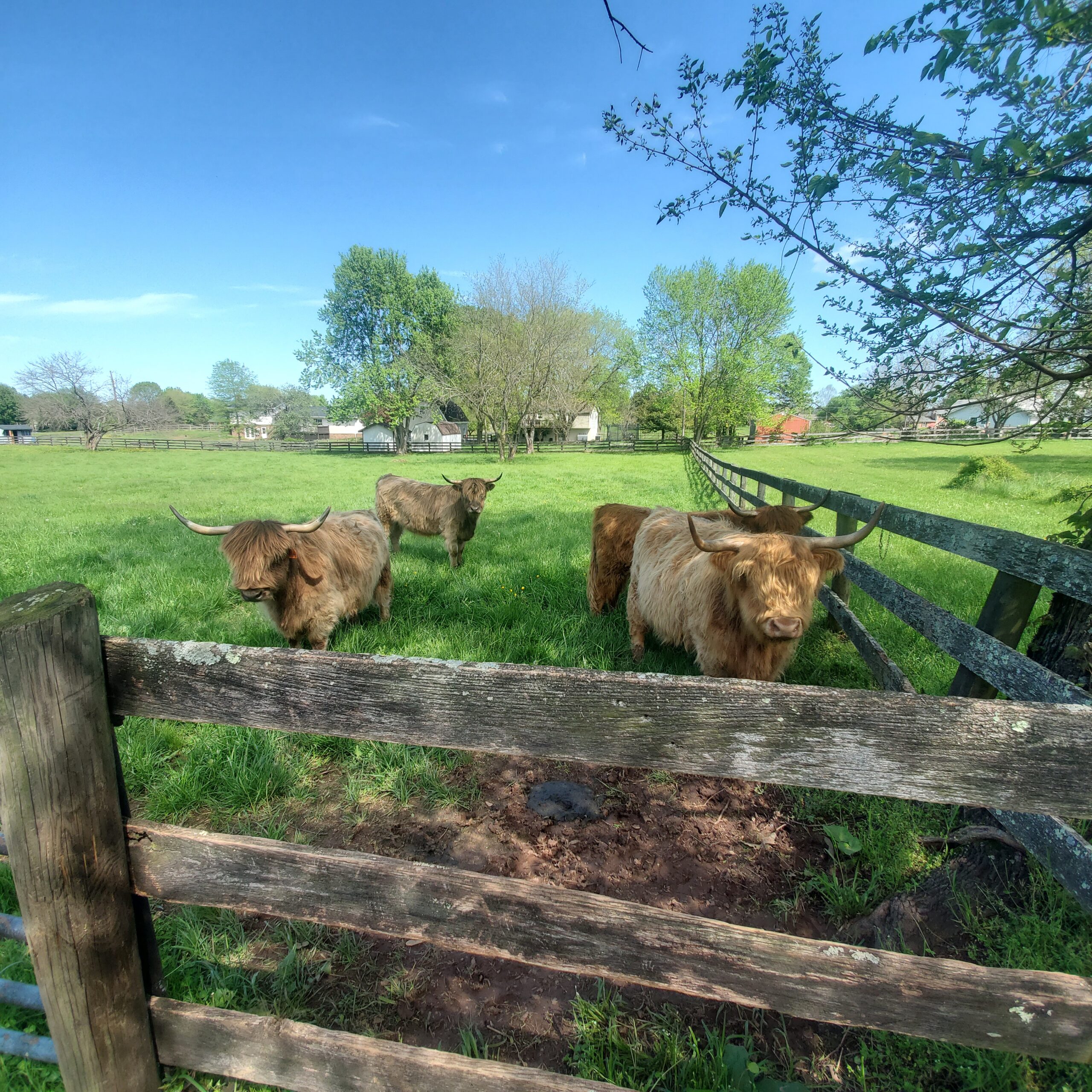 Highland cattle grazing in a lush green pasture, with a wooden fence and trees in the background under a clear blue sky.